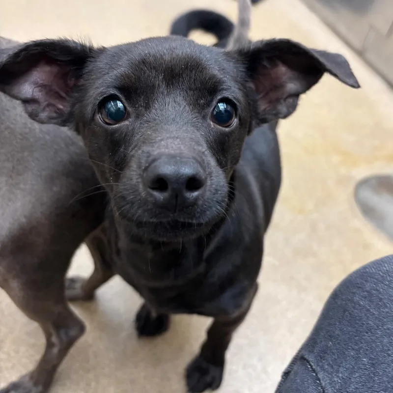 Love A Lot Bear thumbnail 3