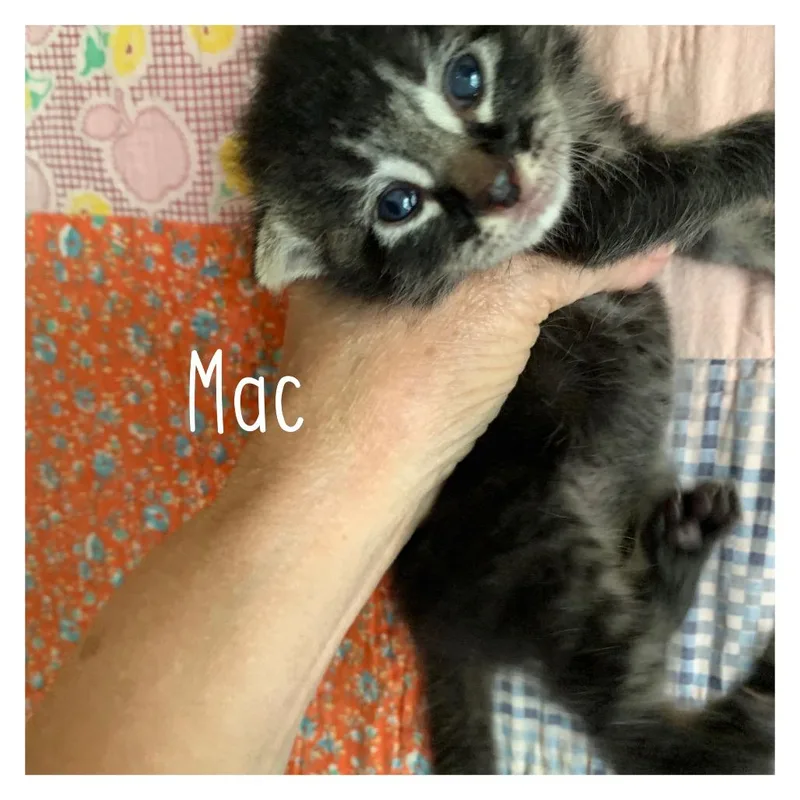 Mac thumbnail 3