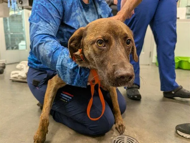 A young medium-sized male Plott Hound dog named Dallas for adoption in Tavares, FL