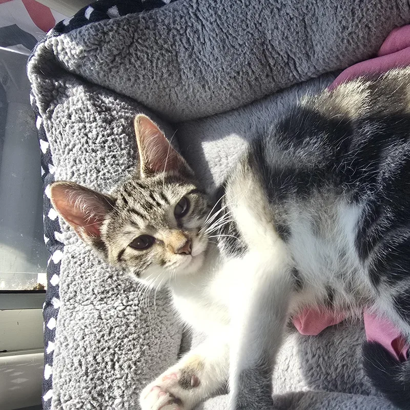 A baby medium-sized male Tabby (Brown / Chocolate) Domestic Short Hair cat named Hank for adoption in Farmington, MO