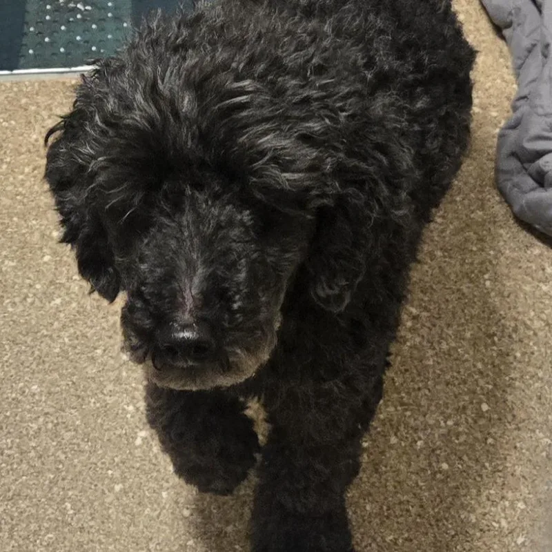 An adult small-sized male Miniature Poodle dog named Beaux for adoption in Sonoma, CA