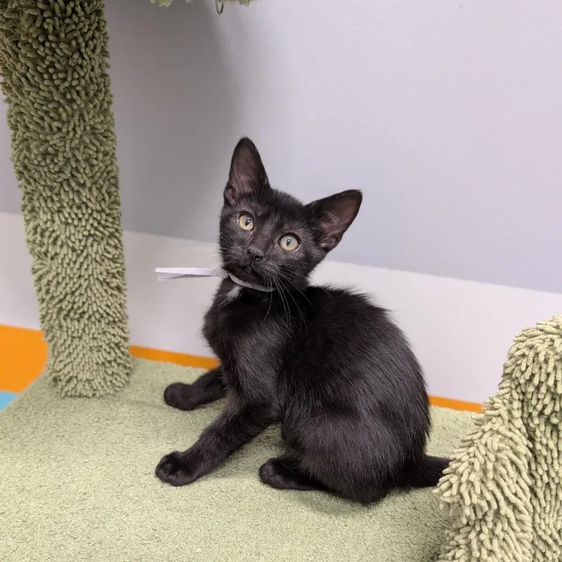 A baby medium-sized male Black Domestic Short Hair cat named Waylon for adoption in Cape Girardeau, MO