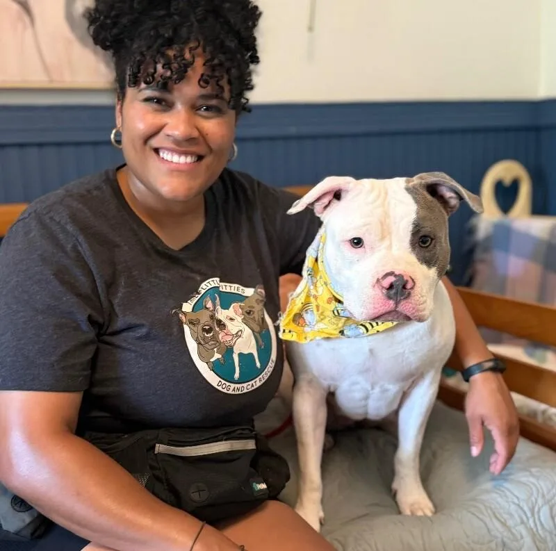 A young large-sized female White / Cream American Bully dog named Izzy Incredible for adoption in Friendswood, TX
