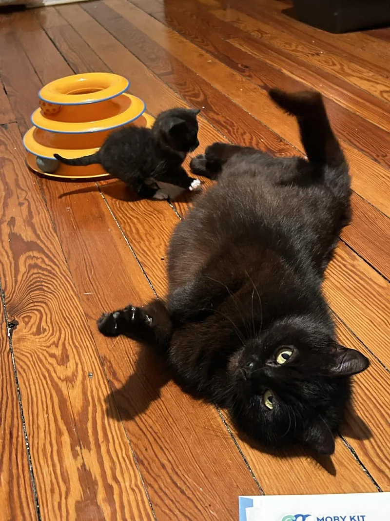 A senior medium-sized female Black Domestic Short Hair cat named Lollipop for adoption in New Bedford, MA