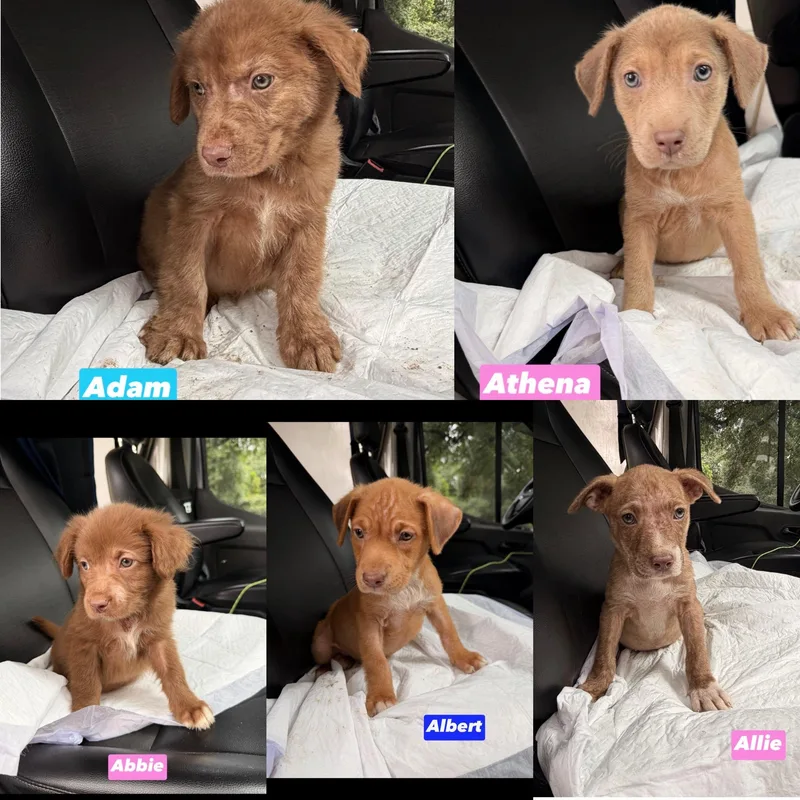 A Litter