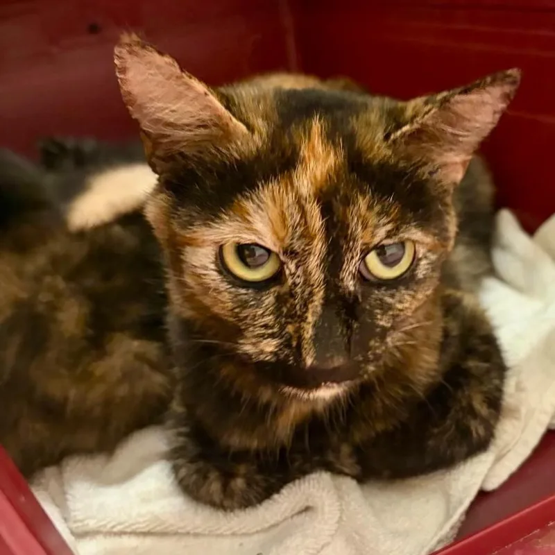 A young medium-sized female Tortoiseshell Domestic Short Hair cat named M  Rose for adoption in Arizona City, AZ