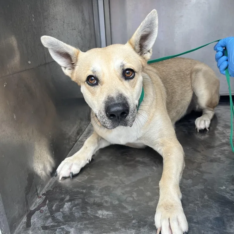 An adult large-sized female Mixed Breed dog named Charlotte for adoption in Edinburg, TX