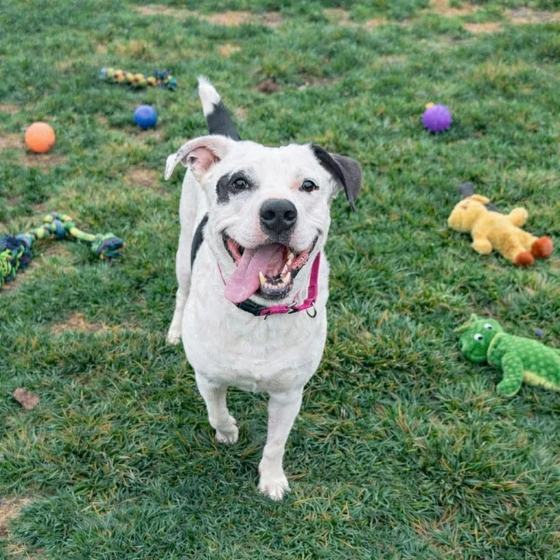 Tuxedo  Pups For thumbnail 4