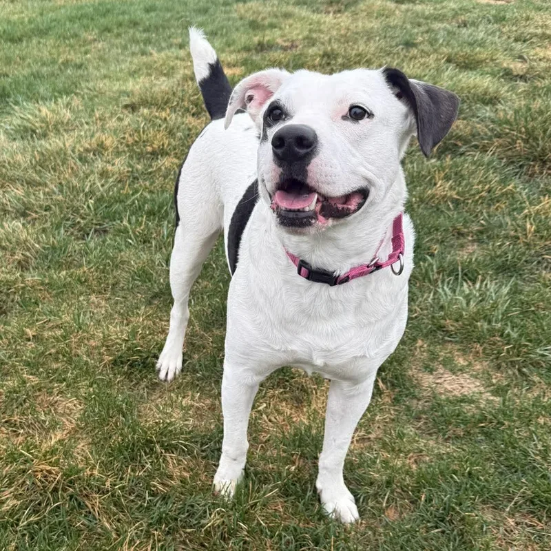 Tuxedo  Pups For thumbnail 5