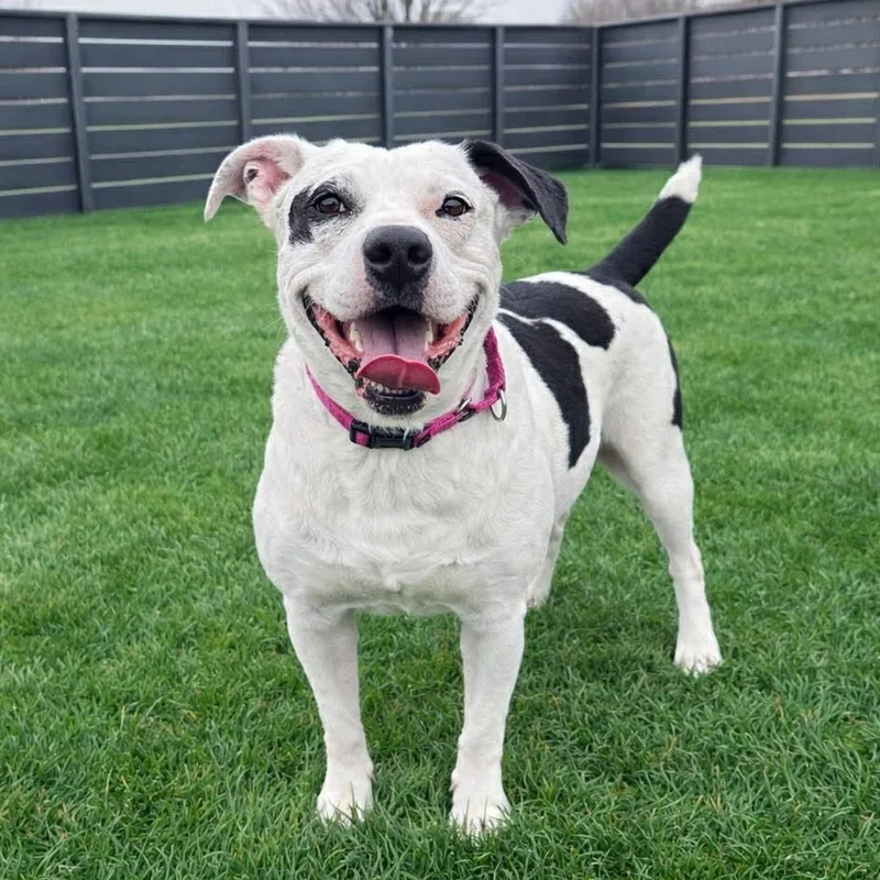 Tuxedo  Pups For thumbnail 6