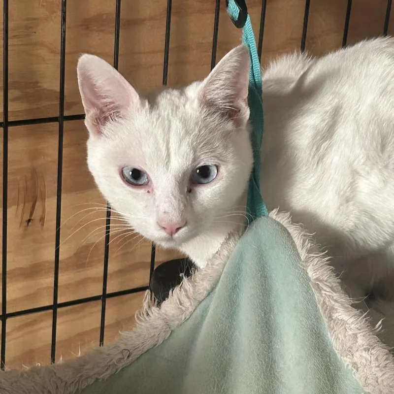 A young small-sized male White Domestic Short Hair cat named Nilla NN for adoption in Austin, TX