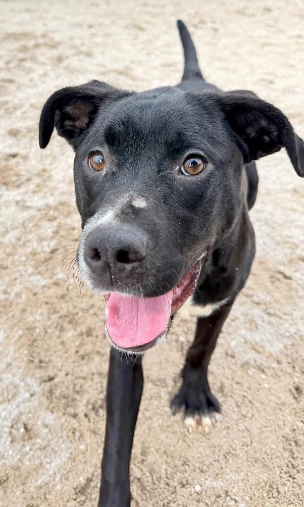 A baby medium-sized male Labrador Retriever dog named Doc for adoption in Muskegon, MI
