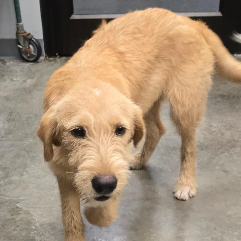 A baby medium-sized male Yellow / Tan / Blond / Fawn Labrador Retriever dog named Norbert for adoption in Hannibal, MO