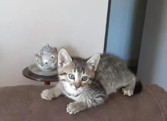 A baby medium-sized male Domestic Short Hair cat named Baxter for adoption in Ontario, OR