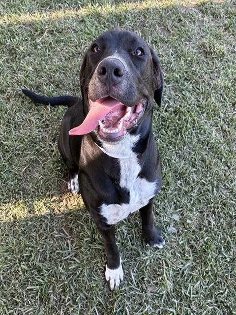 A young large-sized female Labrador Retriever dog named Maggie for adoption in Riverside, CA