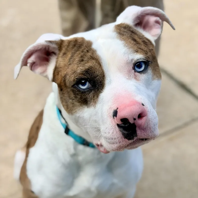 An adult large-sized male Merle (Red) Pit Bull Terrier dog named Jetty for adoption in Jackson, NJ