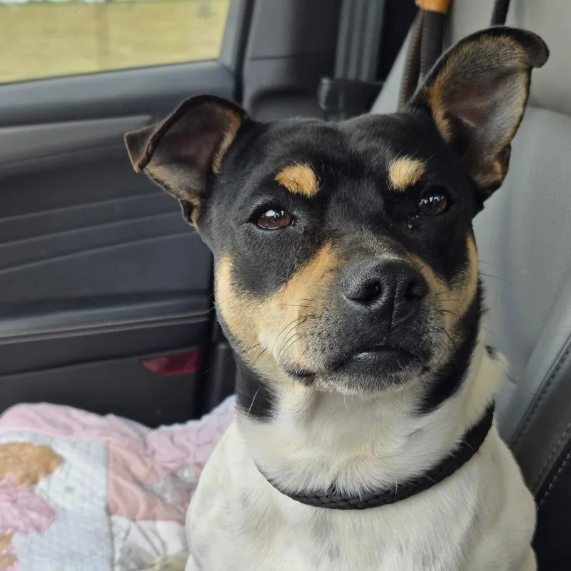 A young small-sized male White / Cream Beagle dog named Banjo for adoption in Floresville, TX