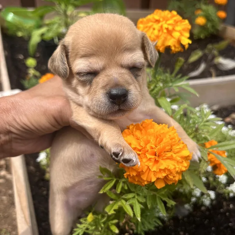 A baby small-sized female Yellow / Tan / Blond / Fawn Chihuahua dog named Flora_ for adoption in San Diego, CA