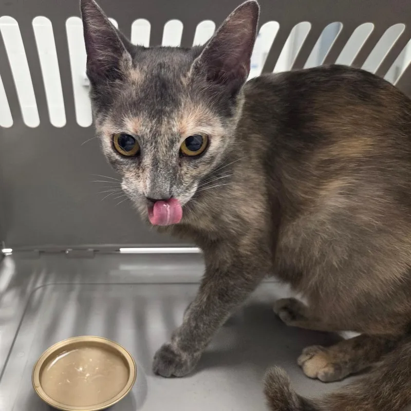 A young medium-sized female Tortoiseshell Domestic Short Hair cat named Yvraine for adoption in Chattanooga, TN