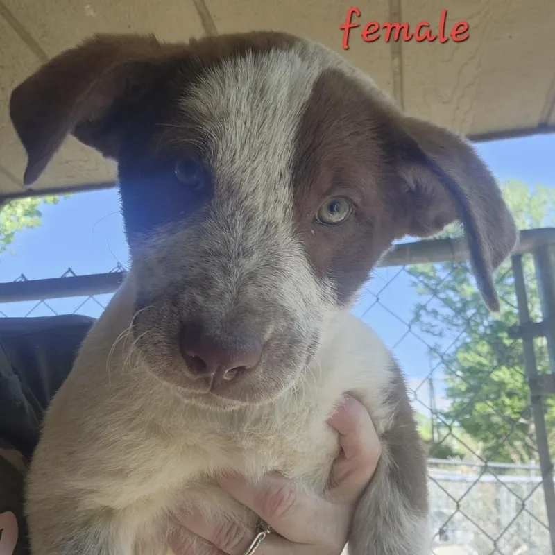 A baby large-sized female Cattle Dog dog named Aad Upcoming Arrival! Marina for adoption in Armonk, NY