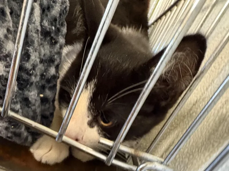 A baby medium-sized male Domestic Short Hair cat named Binder for adoption in Rock Springs, WY