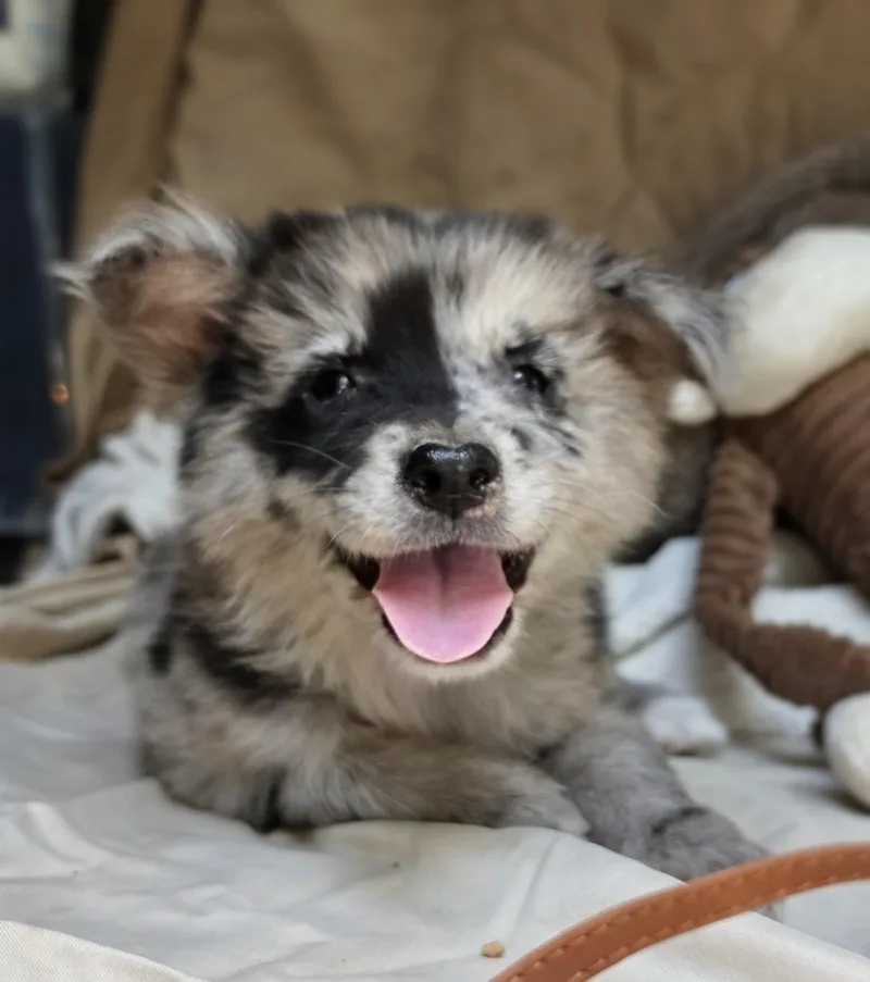 A baby medium-sized female Merle (Blue) Australian Shepherd dog named Pookoo for adoption in Cleveland, TX
