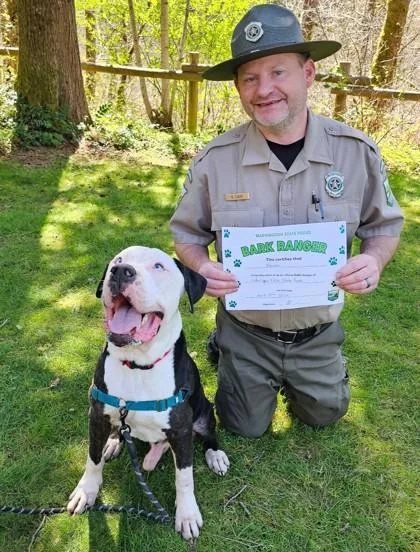 An adult large-sized male Pit Bull Terrier dog named Kevin for adoption in Sultan, WA
