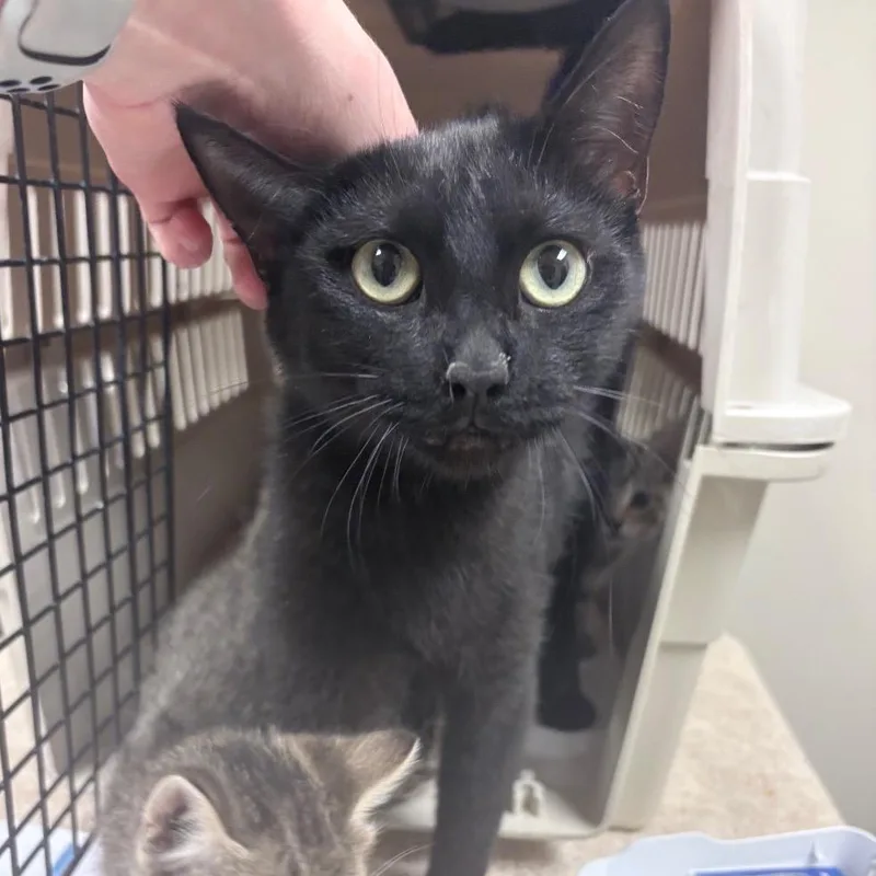 An adult medium-sized female Black Domestic Short Hair cat named Roxie for adoption in Reno, NV