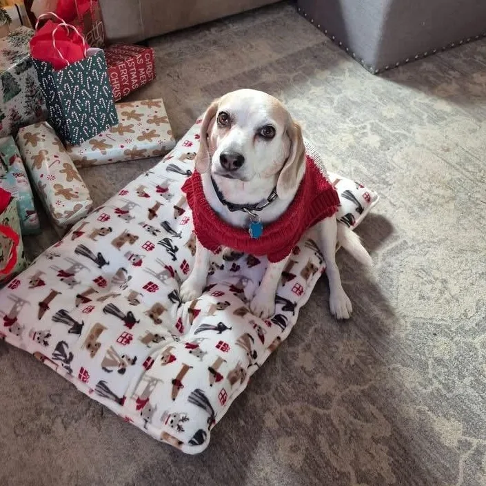 A senior medium-sized female Tricolor (Brown, Black, & White) Beagle dog named Janie for adoption in Essex, MD