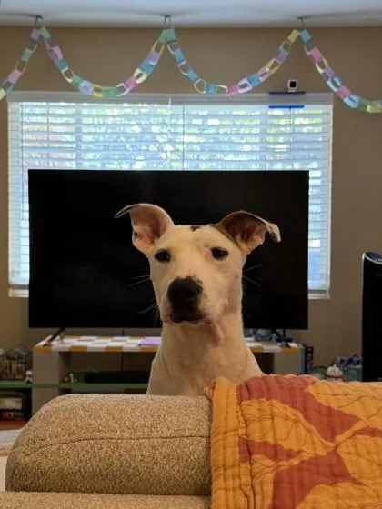An adult medium-sized male Hound dog named Alto for adoption in Honolulu, HI