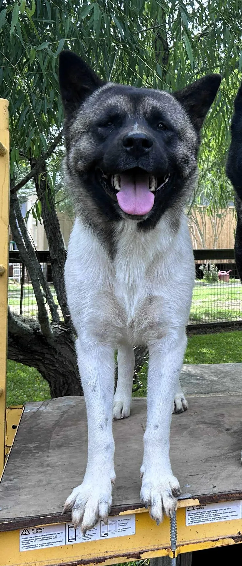 An adult large-sized female Bicolor Akita dog named Evelyn  Evie for adoption in shepherd, TX