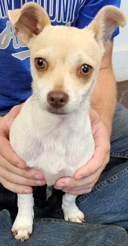 A baby small-sized male Chihuahua dog named Jabarkus for adoption in Blue Ridge, GA