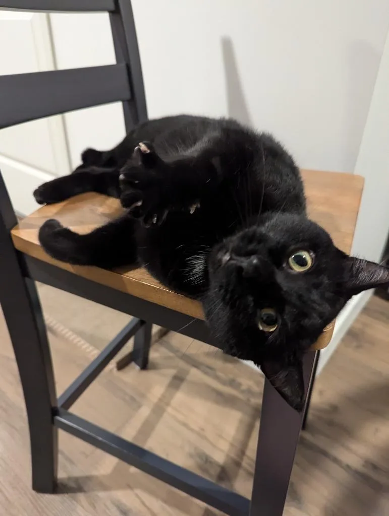 An adult medium-sized female Domestic Short Hair cat named Rhonda for adoption in Minneapolis, MN