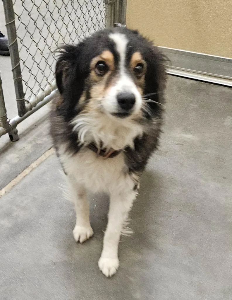 An adult medium-sized male Australian Shepherd dog named Timber for adoption in Green River, WY