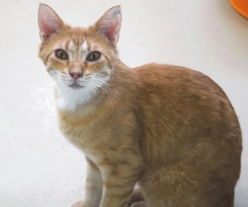 An adult medium-sized male Domestic Short Hair cat named Monday for adoption in Saint Paul, MN