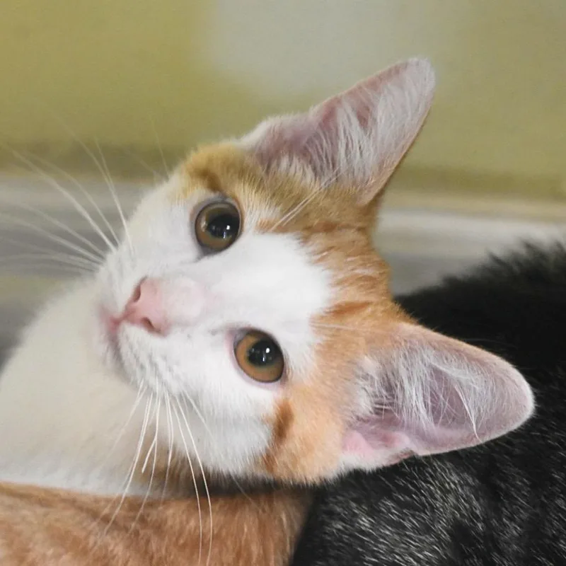 A baby medium-sized male Domestic Short Hair cat named Lightning for adoption in Saint Petersburg, FL
