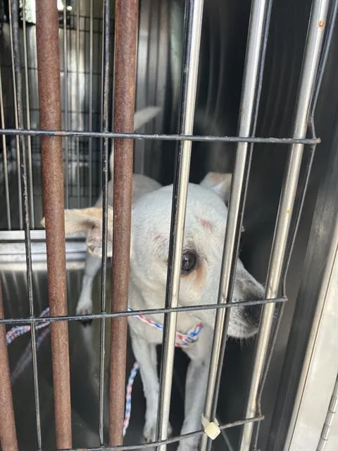 An adult small-sized male Mixed Breed dog named Lovepup for adoption in Dallas, TX