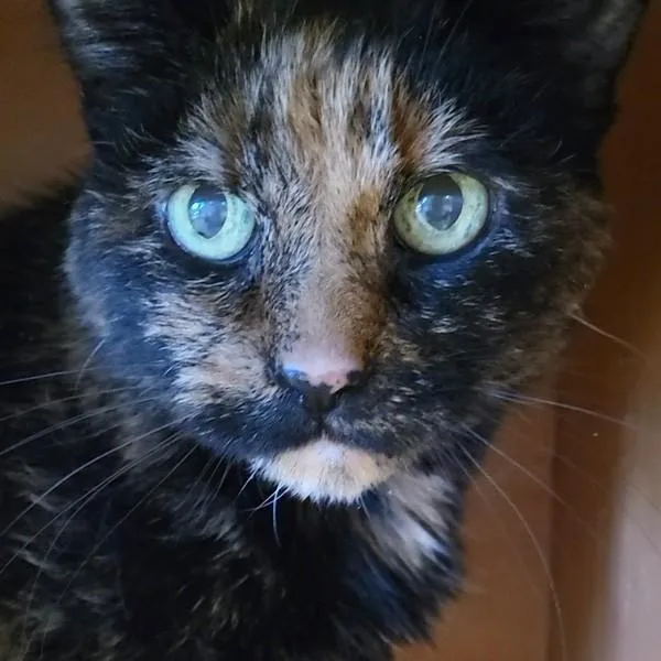 A senior medium-sized female Tortoiseshell Domestic Short Hair cat named Daisy Mae for adoption in Grayslake, IL