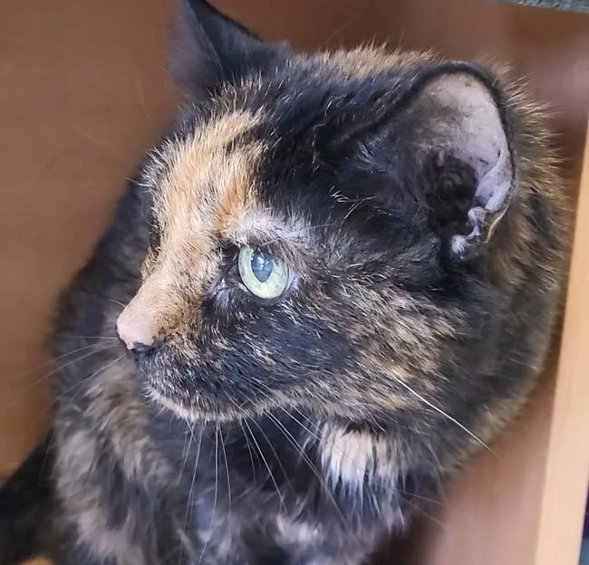 Daisy Mae thumbnail 2