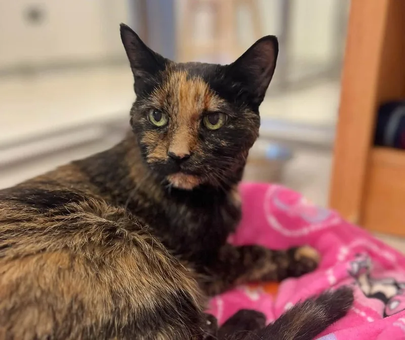 Daisy Mae thumbnail 3