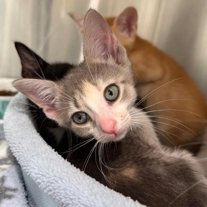 A baby small-sized female Tortoiseshell Domestic Short Hair cat named Cloudy for adoption in Bradenton, FL