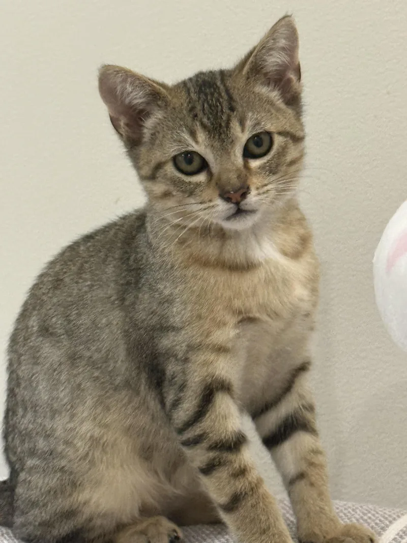 A baby medium-sized male Tabby (Brown / Chocolate) Domestic Short Hair cat named Ghost Pepper for adoption in Stow, MA