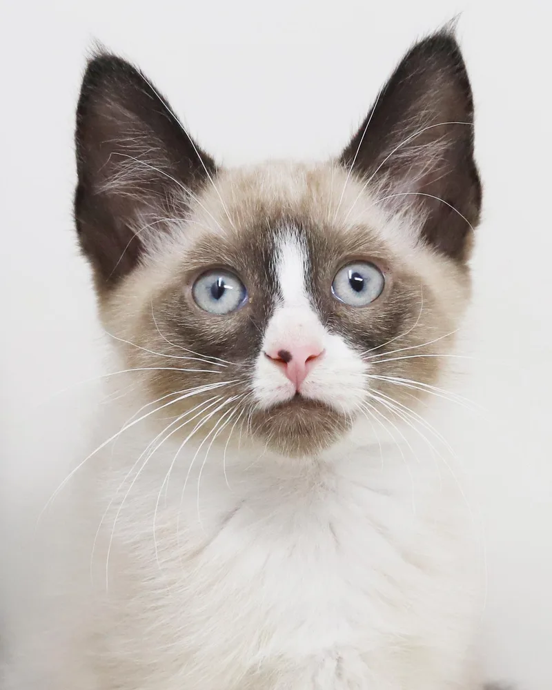 A baby small-sized male Blue Point Snowshoe cat named Eric And Ariel  for adoption in Bedford Hills, NY