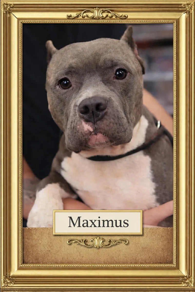 Maximus
