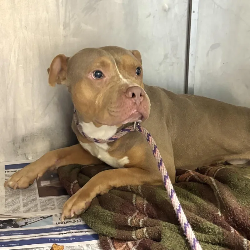 An adult medium-sized male Yellow / Tan / Blond / Fawn Pit Bull Terrier dog named Atlas ~ Coming Soon!!! for adoption in Chicago, IL