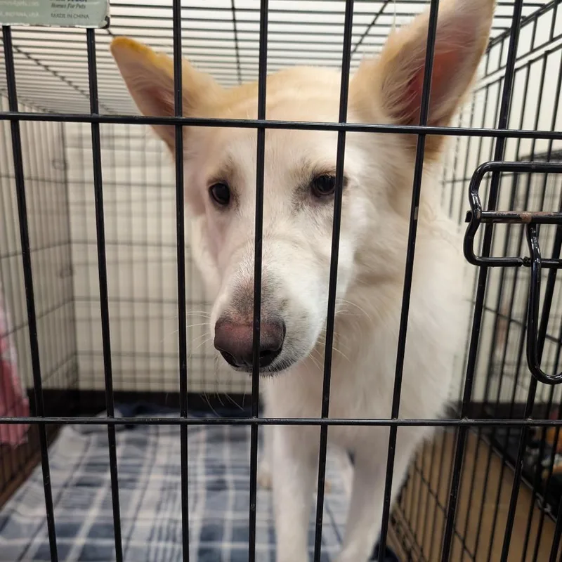 A young medium-sized female White / Cream Shepherd dog named Blanco for adoption in League City, TX