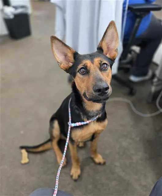 A young large-sized female Mixed Breed dog named Florina for adoption in Dallas, TX