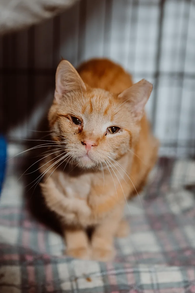 A young medium-sized male Tabby (Orange / Red) Domestic Short Hair cat named Norman for adoption in Le Mars, IA