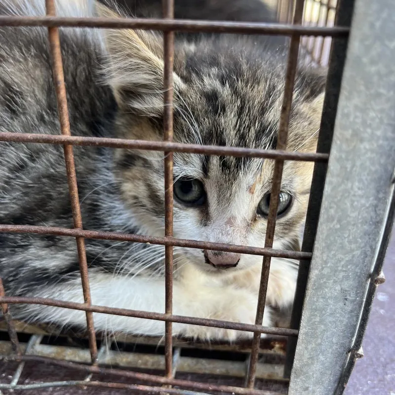 Mac Attack thumbnail 2