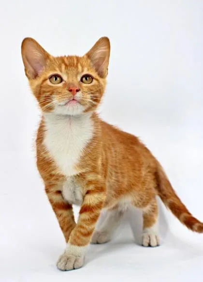 A baby small-sized male Domestic Medium Hair cat named Gomez for adoption in Morton Grove, IL